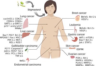 Advances in Stigmasterol on its anti-tumor effect and mechanism of action